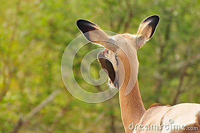 Red-billed Oxpecker picking parasites from an Impalaâ€™s ear Stock Photo